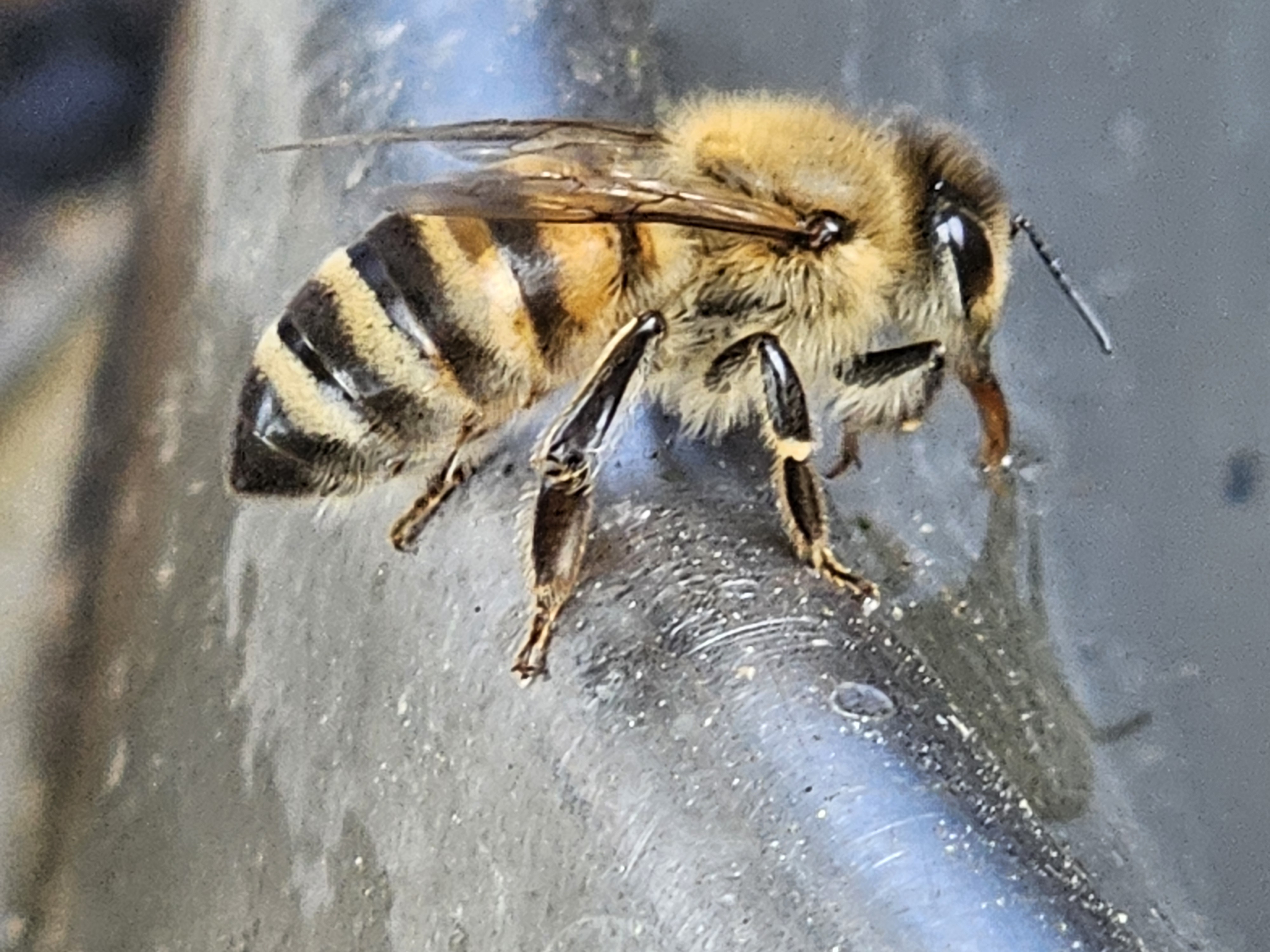 Willkommen beim Imkerverein Hadamar-Dornburg