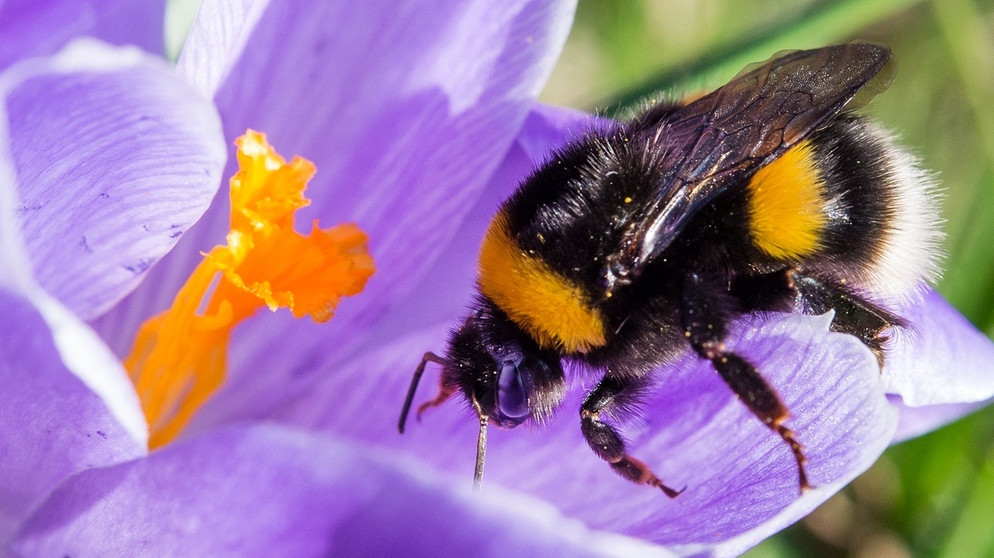 Die faszinierende Welt der Bestäuber