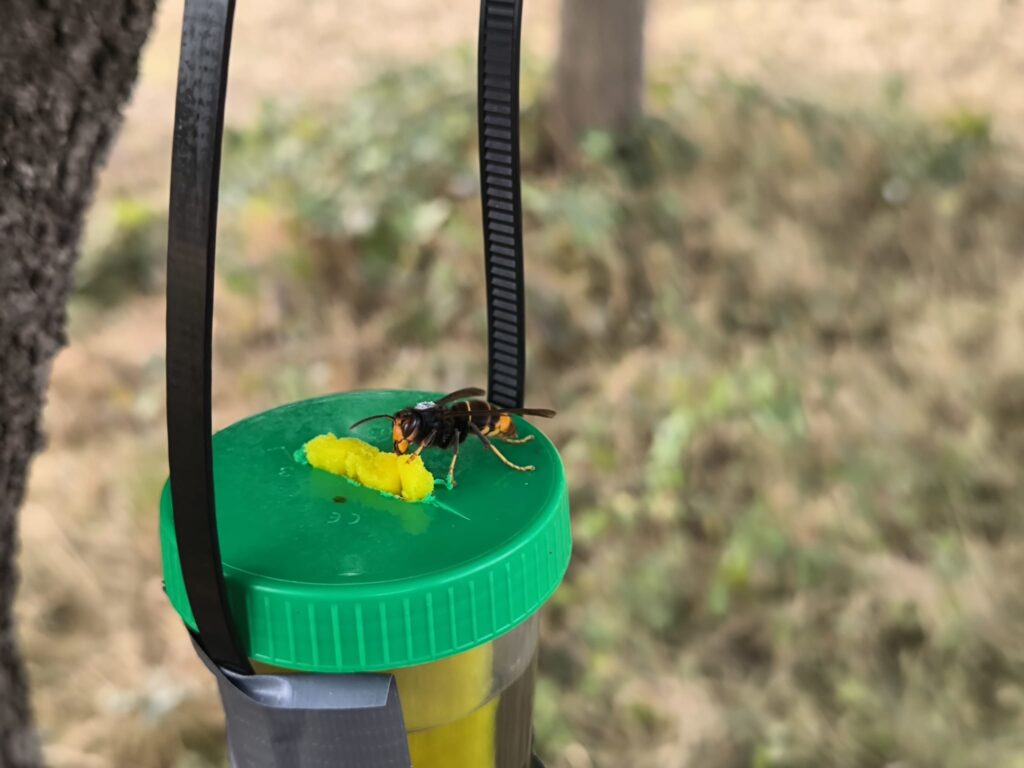 Locktopf mit Asiatischer Hornisse