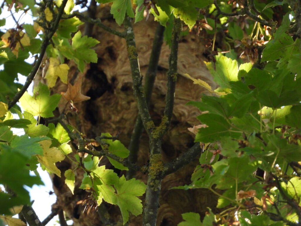 Nest der Asiatischen Hornisse