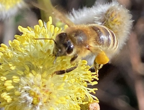 Willkommen beim Imkerverein Hadamar-Dornburg