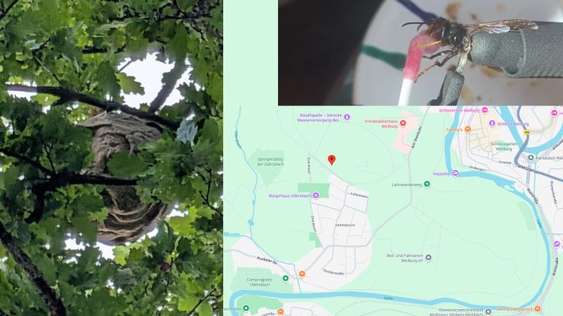 Willkommen beim Imkerverein Hadamar-Dornburg